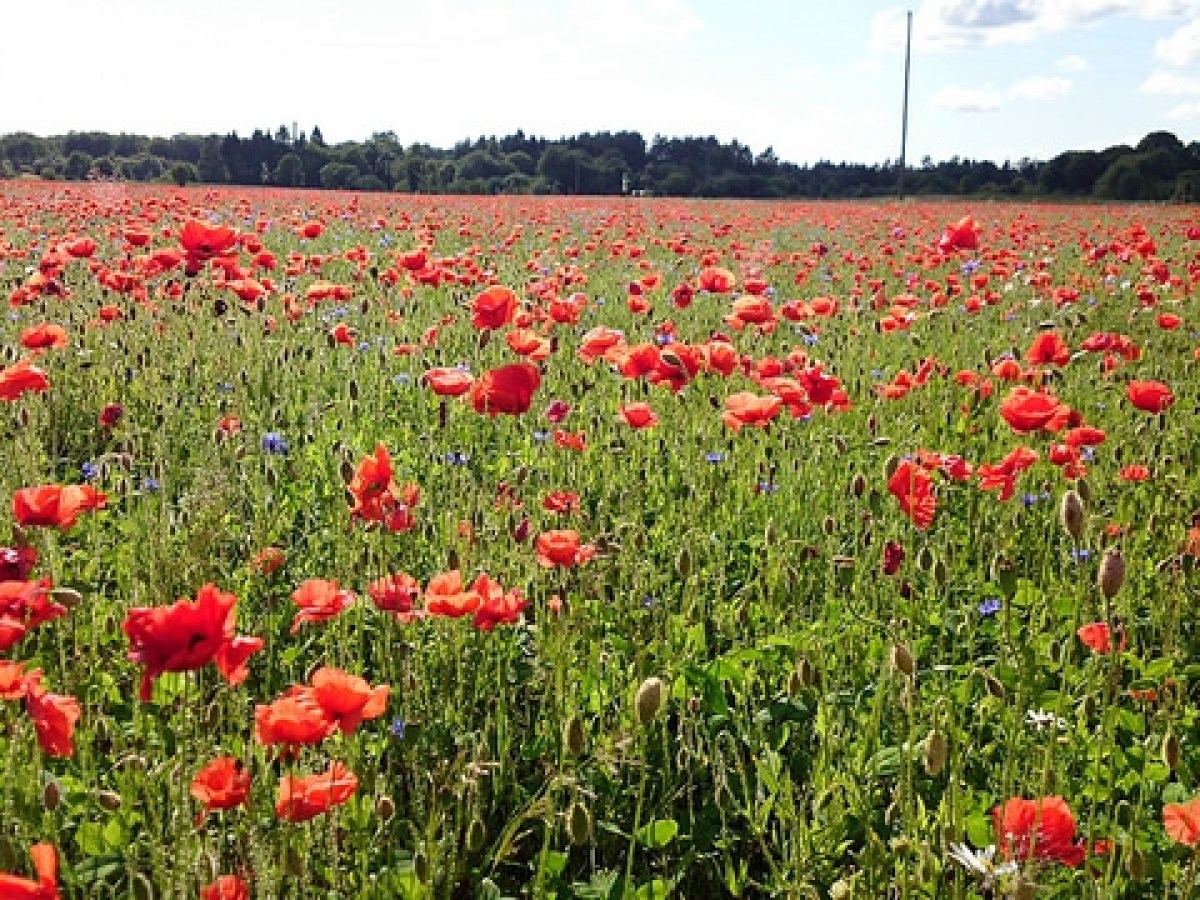 a vase of flowers sitting on top of a lush green field