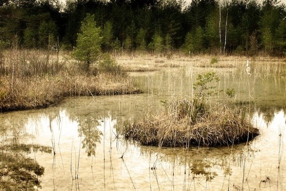 a body of water surrounded by trees
