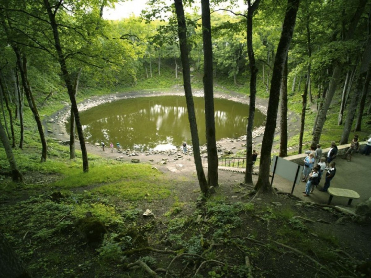 a tree next to a body of water