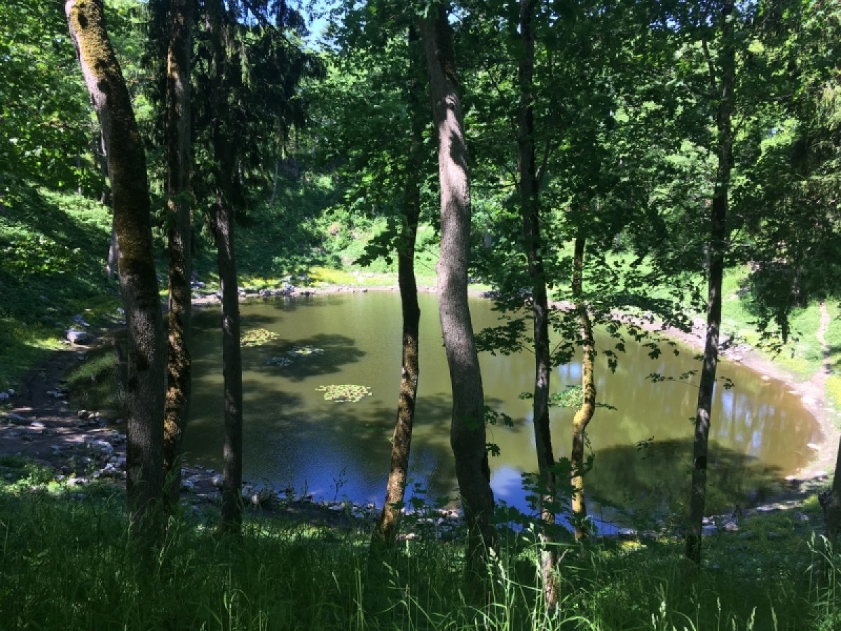 water next to a tree