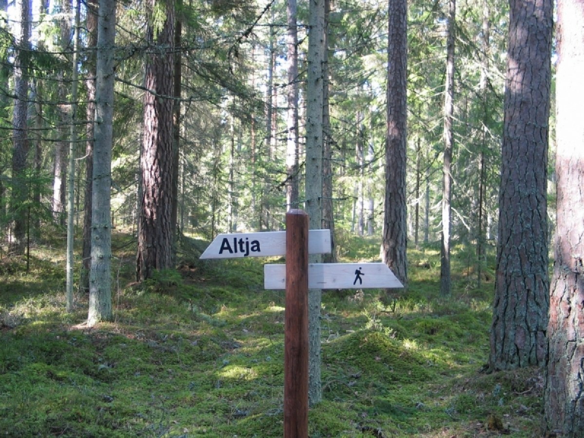 a tree in the middle of a forest